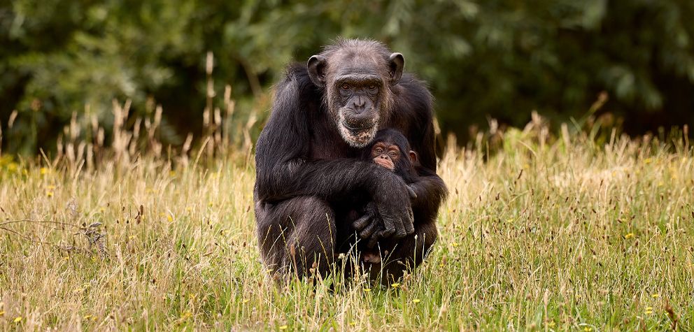 Eindhoven Zoo