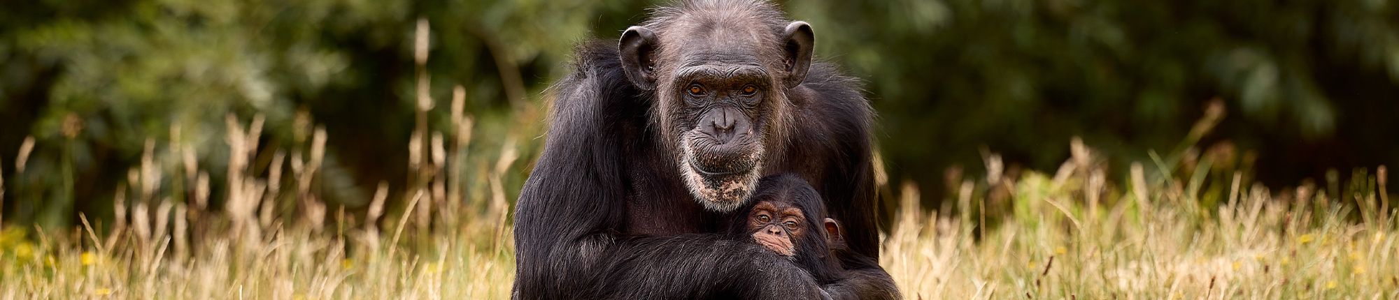 Een chimpansee zit in een grasveld met een baby in de armen en kijkt recht in de camera. Bezoek uw favoriete dieren in Eindhoven Zoo met VIP-KAART korting.