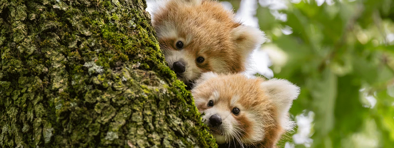 Twee rode panda's kijken nieuwsgierig over een boom in diergaarde Blijdorp. Met de VIP-KAART bezoekt u deze leuke dierentuin met korting!