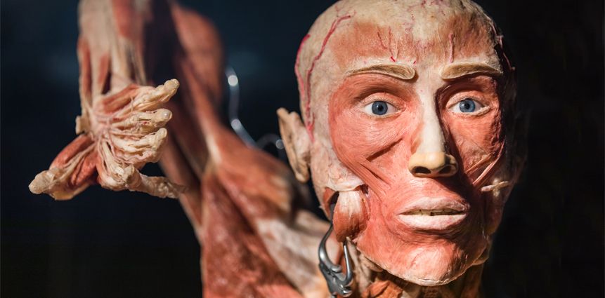 Body Worlds
