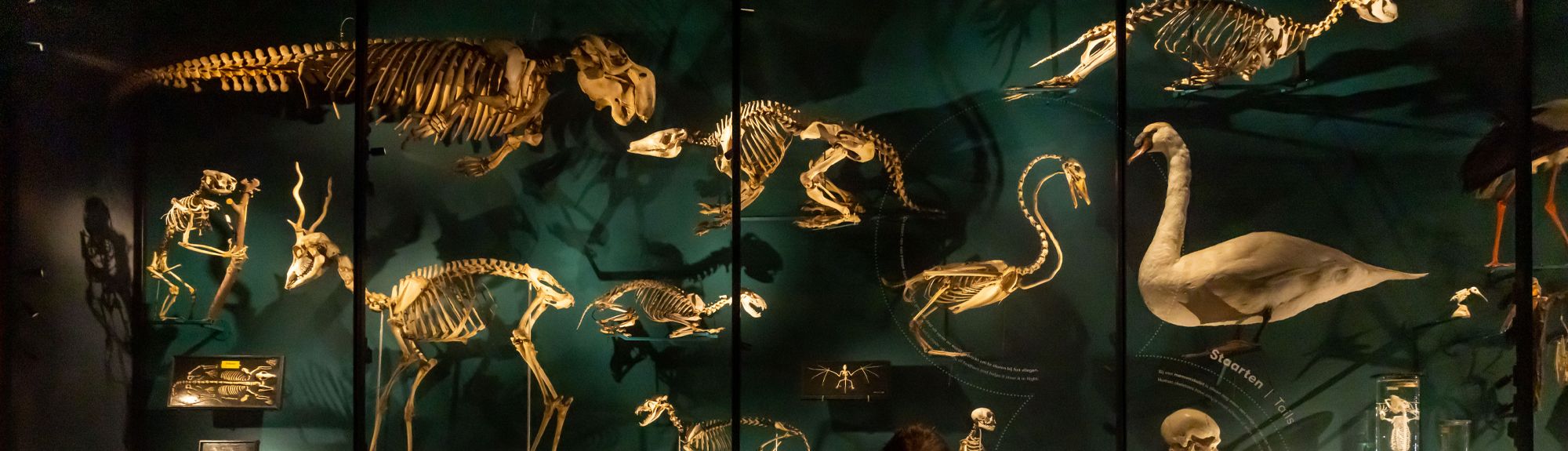 Universiteitsmuseum Utrecht