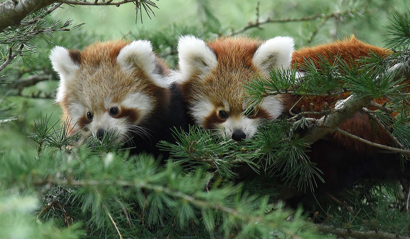 Diergaarde Blijdorp