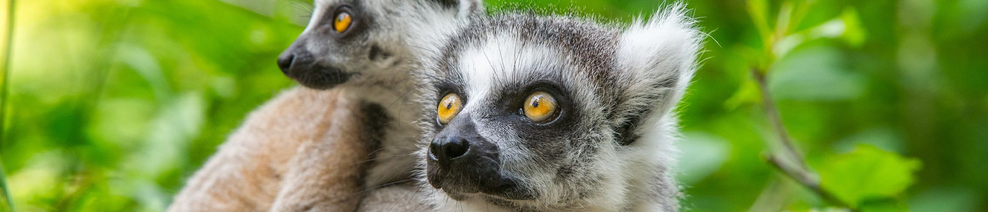 Een close-up van twee ringstaartmaki's in een groene omgeving bij de Apenheul. Met de VIP-KAART krijgt u korting op tickets.