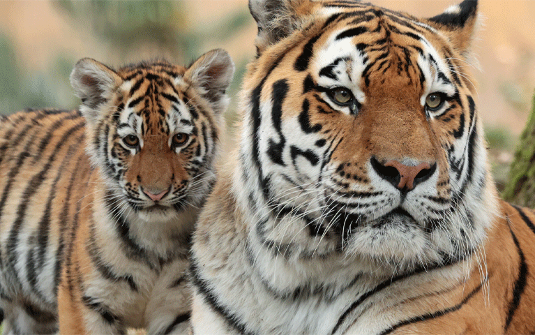 Een tijger en zijn jong in Ouwehands Dierenpark Rhenen. Met de VIP-KAART krijg je korting op tickets voor deze leuke dierentuin vol bijzondere dieren.
